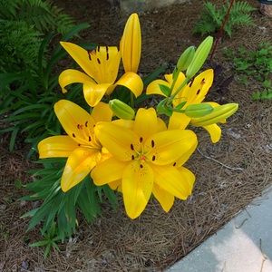 Meet your Posher, Emilie